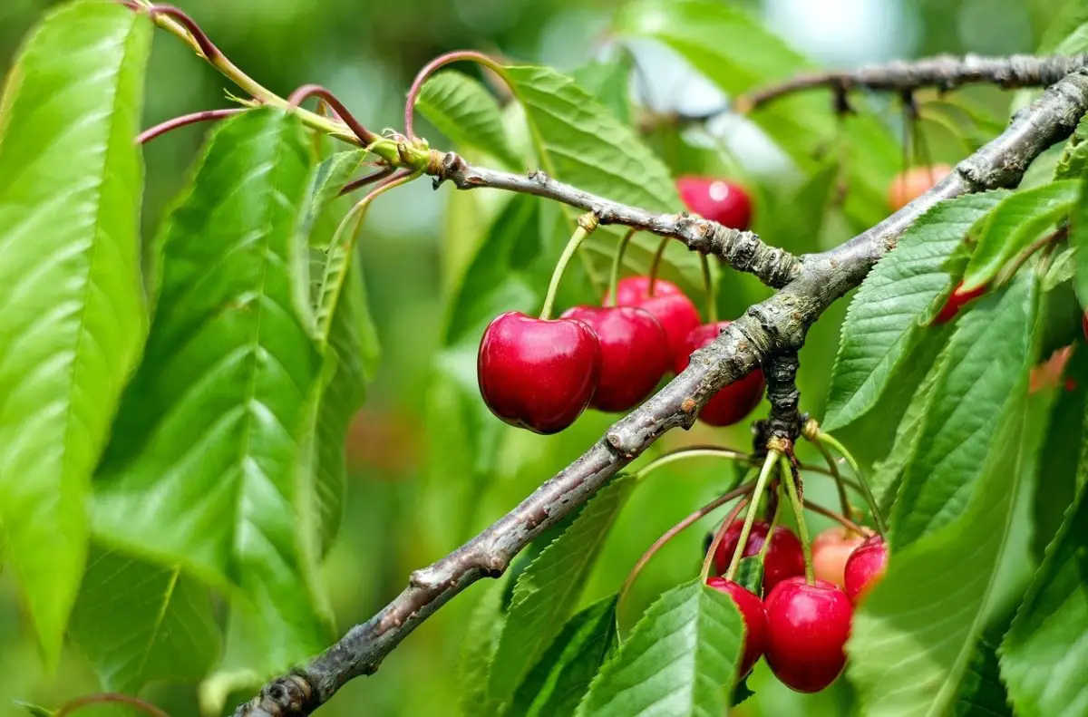 Cherry tree care | Gardening On