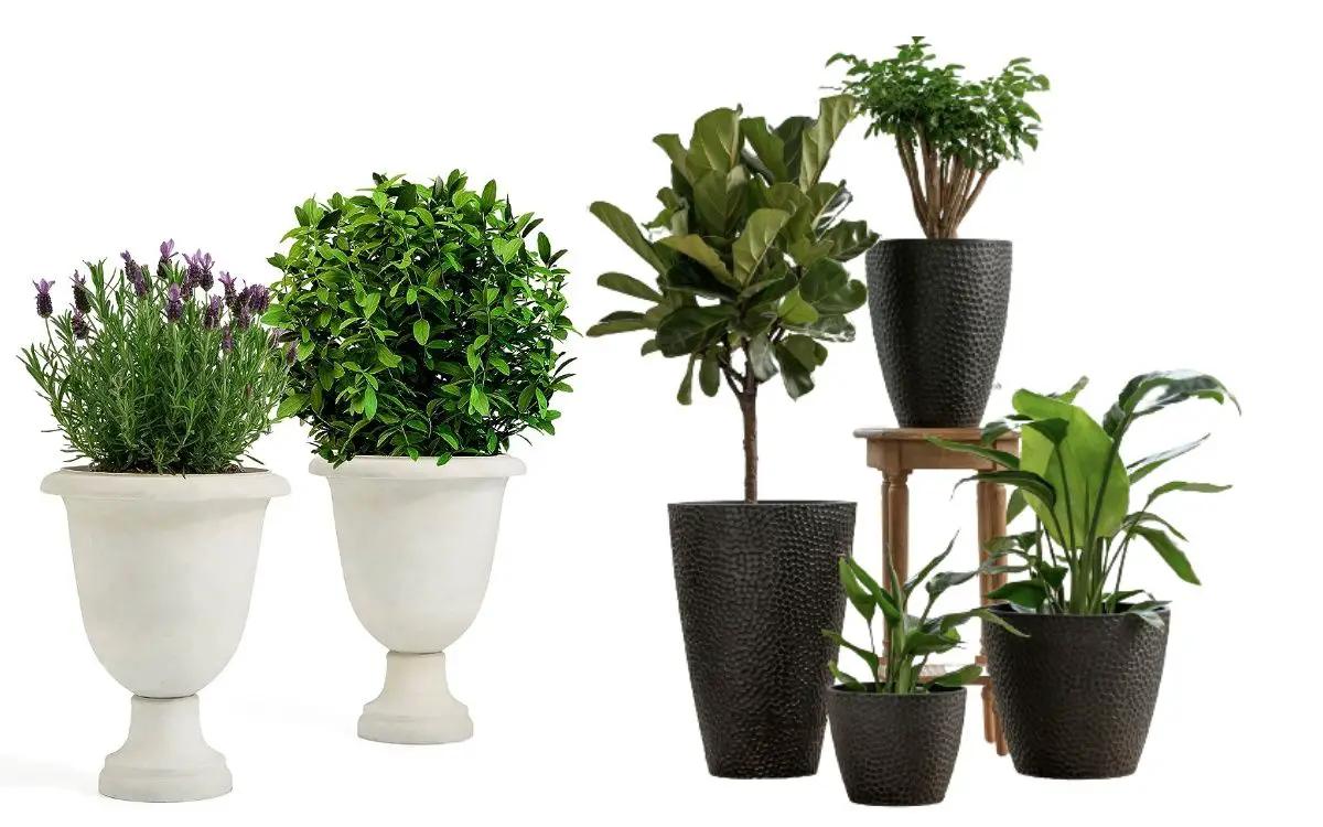 How to buy large tree pots for your garden
