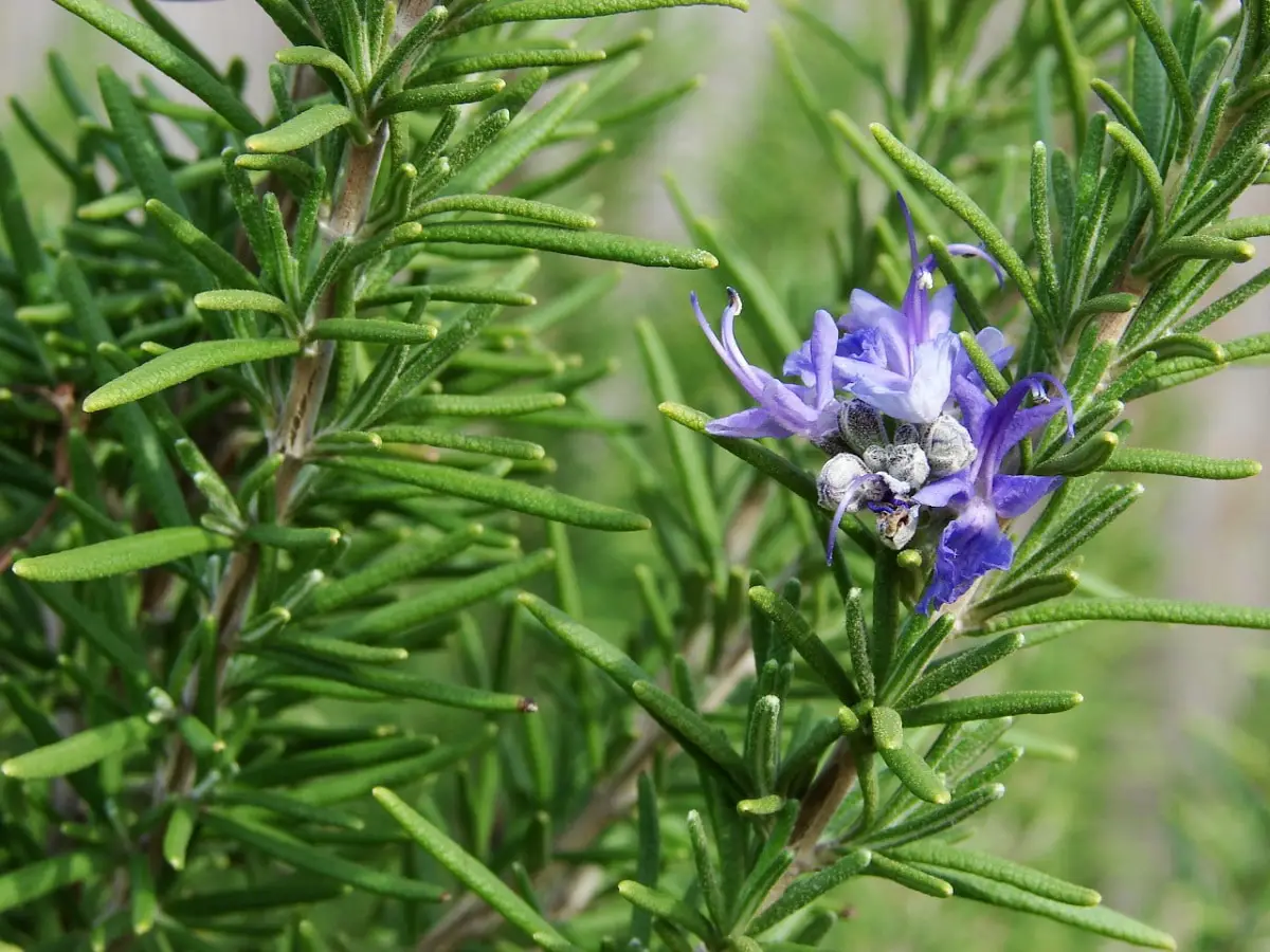 Rosemary care: characteristics, tips and tricks