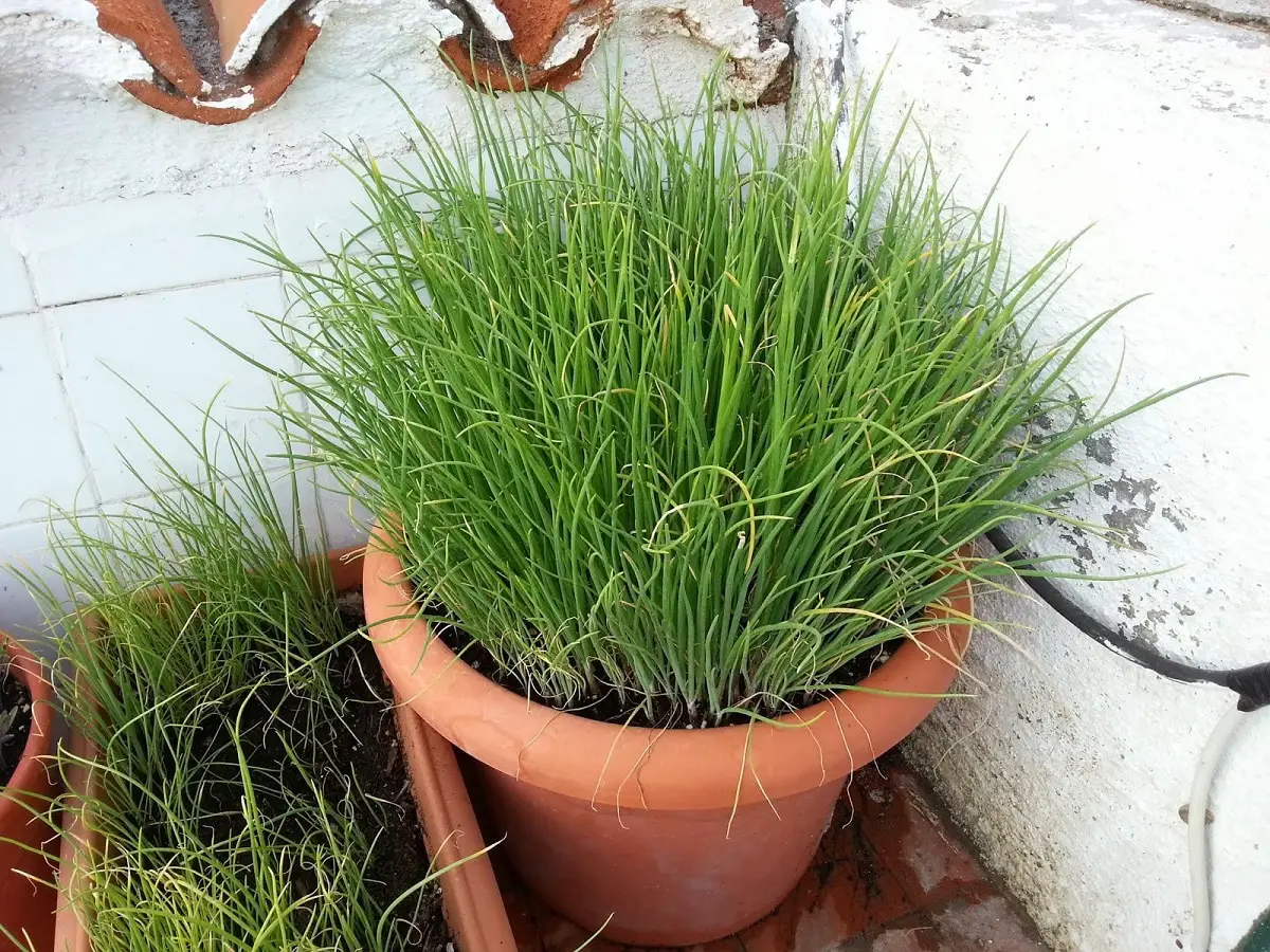 How To Plant Chives: The Best Tips And Tricks