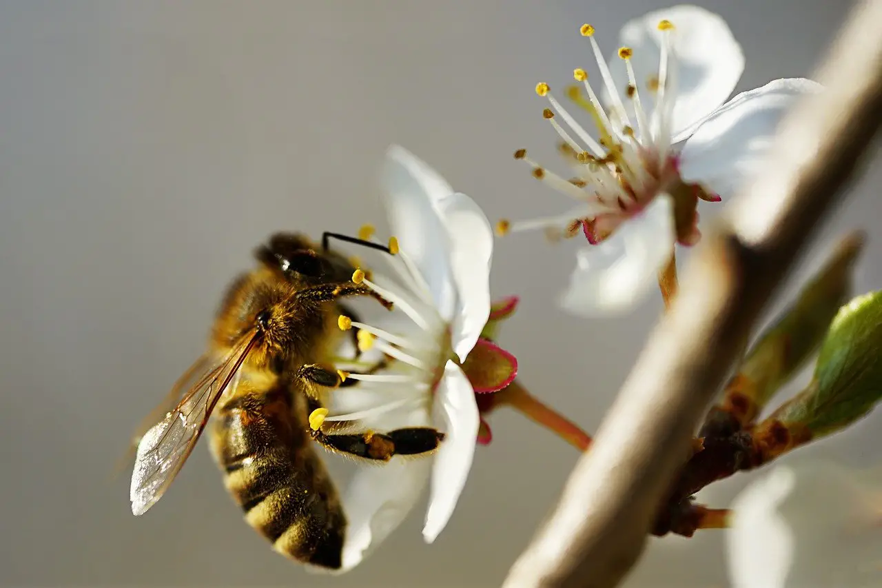 Types of pollination: What is it, what types exist and what is its importance