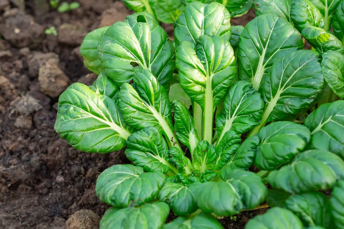 What is tatsoi: characteristics, benefits and other varieties