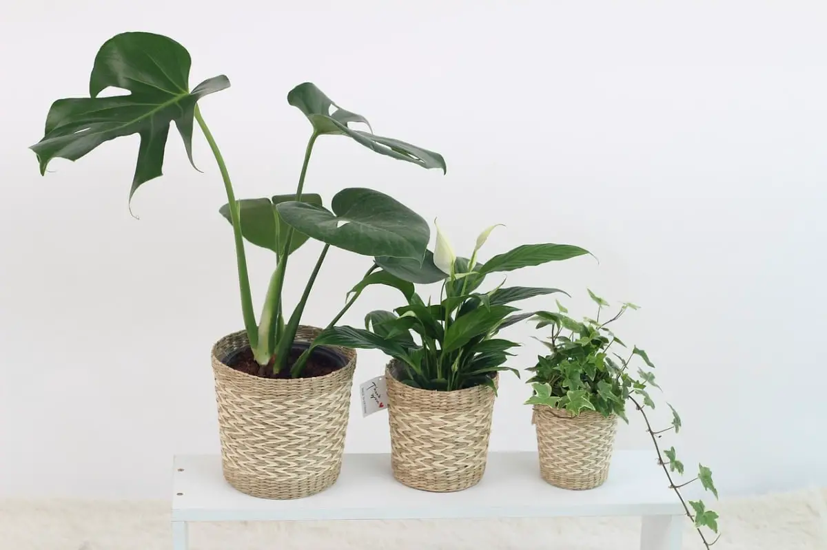 Is artificial light good for plants?