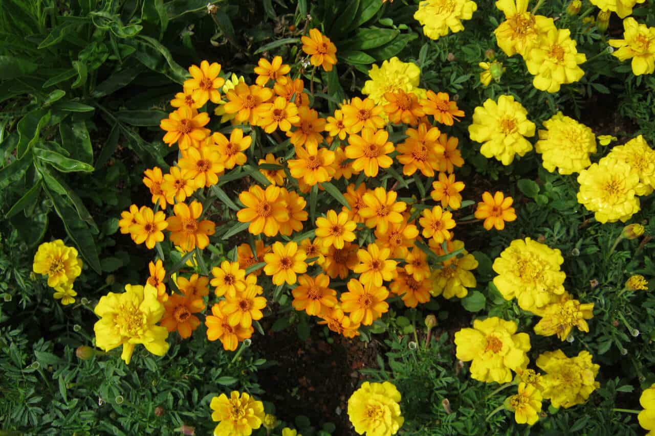 Increíbles flores amarillas y naranjas para tu jardín