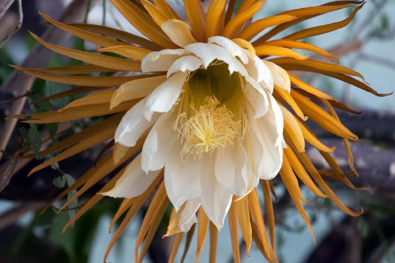 Cuidados para tus cactus con flor blanca más llamativo