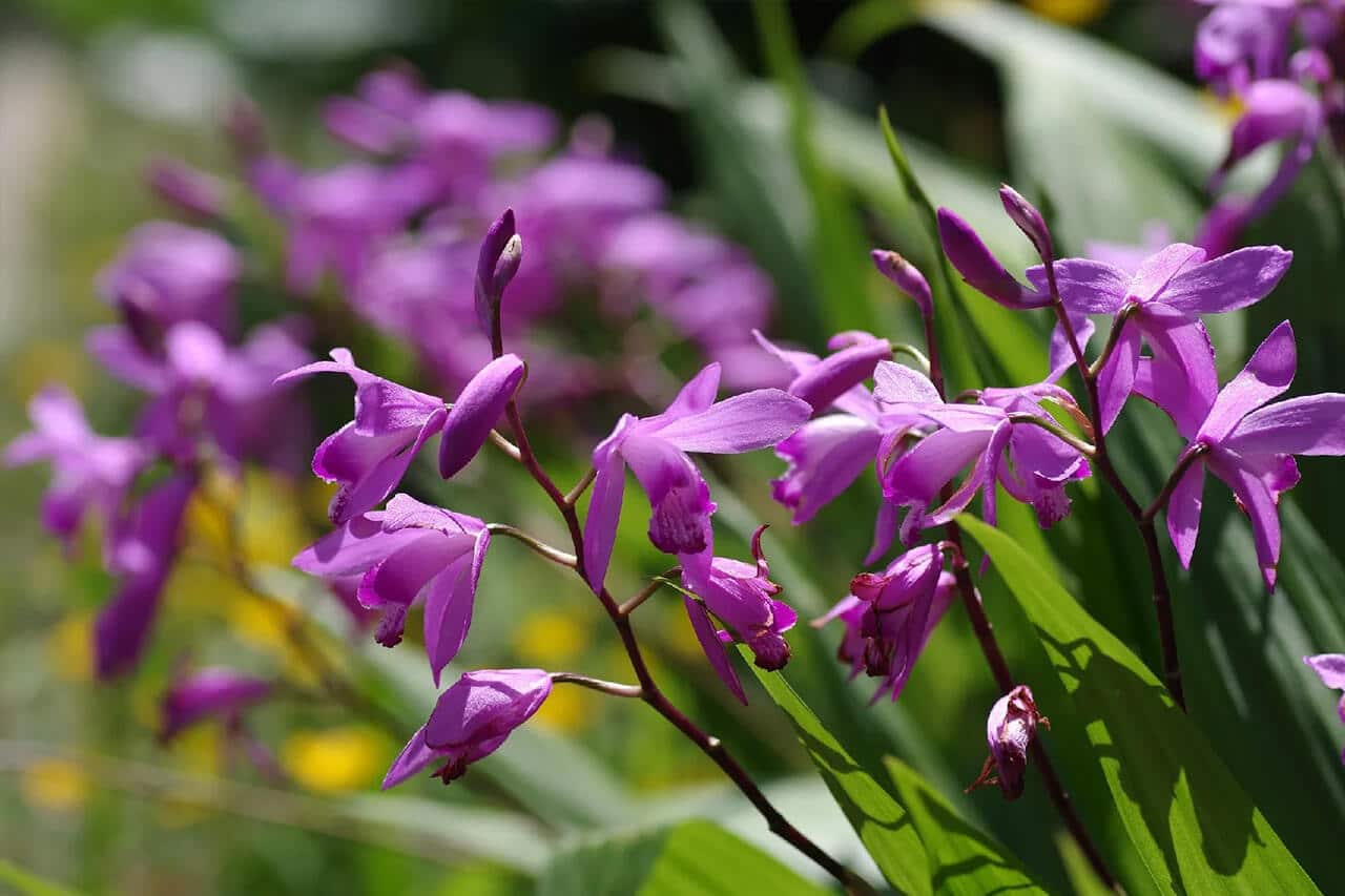 Bletilla striata: una orquídea hermosa y fácil de cuidar